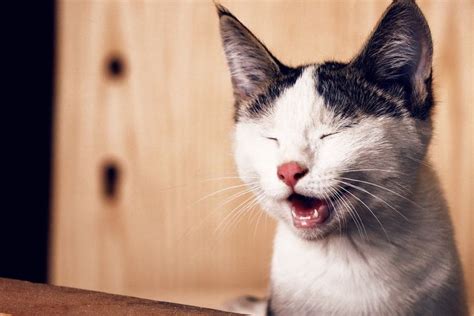 Kucing mengeong malam hari menurut islam  Kucing adalah makhluk crepuscular yang aktif terutama saat fajar dan senja